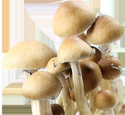 Psilocybe Cubensis Spores Mexican Hualta Imprimer